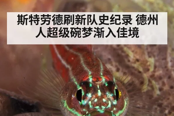 斯特劳德刷新队史纪录 德州人超级碗梦渐入佳境